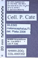 Etiketten zu Silesis melanocephalus (NHMW-ZOO-COL-0007202)